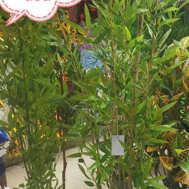 Plantas artificiales originales - 8/9