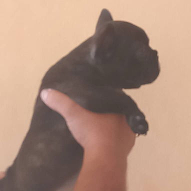 Disponibles cachorros de pitbull, Chihuahua, bulldog francés, shitzu, pastor Alemán,Husky 53818081 - Img 122677622