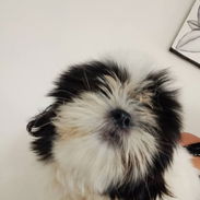 🐶🐾CACHORRO SHI-TZU MACHO EN VENTA🐾🐶 - Img 56430261