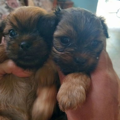 Perros chi tzu - Img 124804763