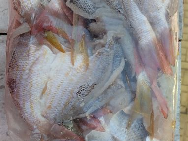 Minutas de pescado de mar fresco por cantidad - Img 66270494