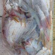 Minutas de pescado de mar fresco por cantidad - Img 45552254