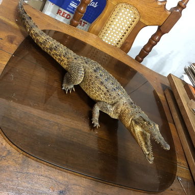 Cocodrilo disecado 40 usd - Img 125934886