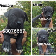 Cachorros pitbull - Img 56861849