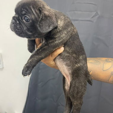 Bulldog Francés - Img 124262903