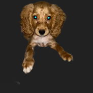 Venta de coker Spaniel contactar con 55000733 - Img 58326169