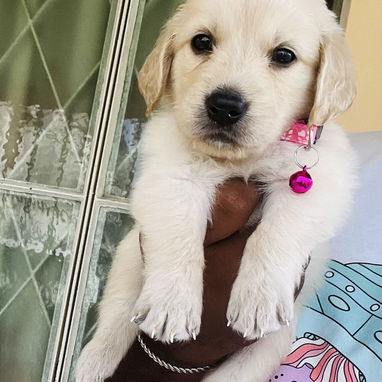 😍 HERMOSOS CACHORROS GOLDEN RETRIEVER 😍 - Img 121191999