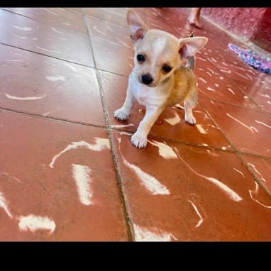 Disponibles.   Pitbull , Salchicha,shitzu , Labradora ,, Chihuahua , pastor belga Malinois, bulldog francés,53818081 - Img 124023249