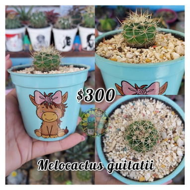 Cactus y suculentas - Img 127408197