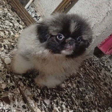 PEQUINÉS IMPERIAL CON PEDIGRI,en 350 USD o equivalente,TENGO MENSAJERÍA,tienen 4 meses,TODAS LAS VACUNAS PUESTAS,despara - Img 121088781
