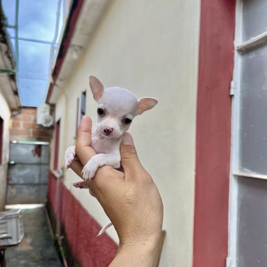 Chihuahua macho blanco 🤍 - 2/2