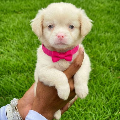 Cachorros de Raza pekines se entregan con su carnet de salud actualizado y su collar - 3/3