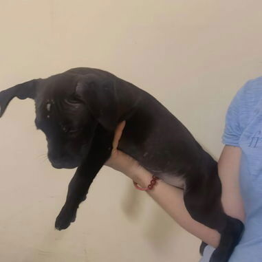Cachorros de pitbull - Img 123230036