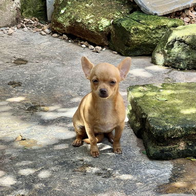 Chihuahua hembra cabeza de manzana de 5 meses - 3/9