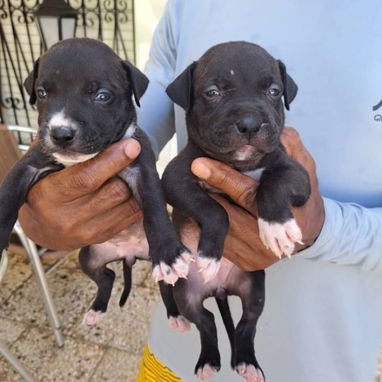 Cachorros pitbull en 60 usd - 2/3