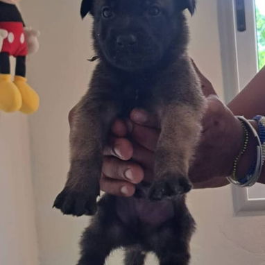 PASTOR MALINOIS,ambos sexos,en 150 USD o equivalente(ACEPTO TRANSFERENCIA)TENGO MENSAJERÍA,de 35 días y desparacitados - Img 123314149