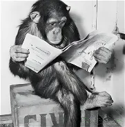 Póster divertido de periódico de lectura de chimpancé, arte de pared en blanco y negro, imágenes de animales lindos, imp - Img 45768999