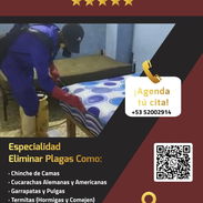 Servicio De Fumigación PlagaKØ - Img 54082350