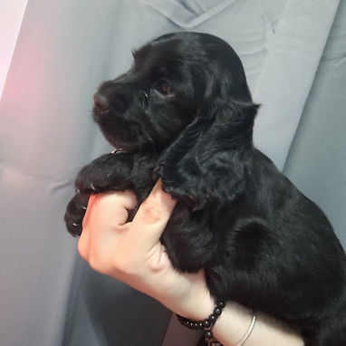 Cocker spaniel - Img 122378463