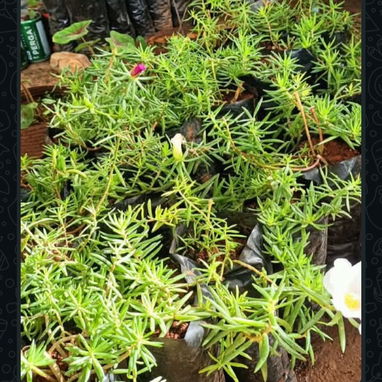 🪴🪻Plantas,posturas, y mucho más para tus espacios ✨️ - 4/8