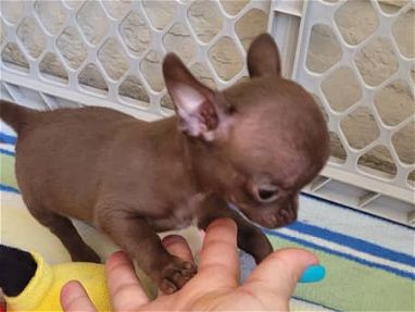 Chihuahua cabeza manzana toy chocolate ya vacunado - Img 66414358