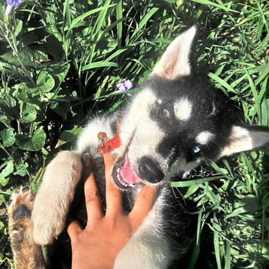 💜💜💜* 🐶 HERMOSOS HUSKY SIBERIANO OJOS AZULES WHATSAPP 58746643  *💜💜💜. - Img 125684359