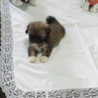 Cachorritos shih-tzu - Img 122522543