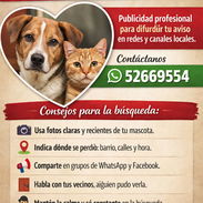 Se perdió tu mascota? Te ayudamos a difundir su búsqueda con amor y profesionalismo.Ayudamos a reencontrarte con tu masc - Img 58019642