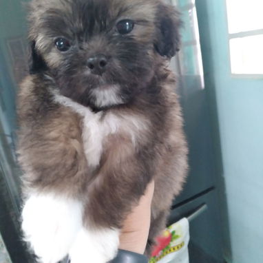 Cachorritos shih-tzu - Img 122522664