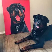 EL REGALO PERFECTO PARA TU MASCOTA (2500 MN EN ADELANTE) - Img 57820705