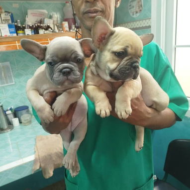 Variedad de perros de pura razas en perfecto estado - Img 117982069