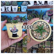 Cactus y suculentas en macetas decoradas a mano - Img 58109703