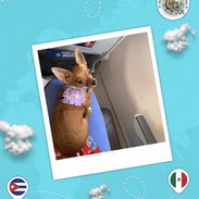Agencia de viajes internacionales para mascotas - Img 57110465
