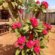 🏡 ¡SE VENDE PROPIEDAD EN FINCA / IDEAL PARA CRIANZA EN ALQUÍZAR! 🌿 - Img 57750601