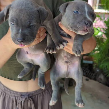 Todo lo que buscas en mascota está aquí solo llame al 53818081 pitbull , Chihuahua, pastor belga, bulldog francés,mucmás - Img 126032705