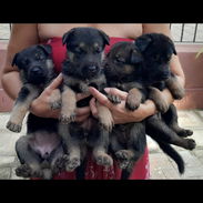 Se venden cachorros de Pastor Alemán, somos de boyeros!!! - Img 58201510