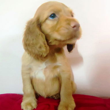 COCKER SPANIEL - Img 121959489