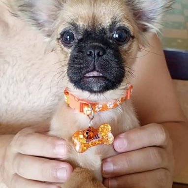 Protege a tu amigo peludo - Img 125746861