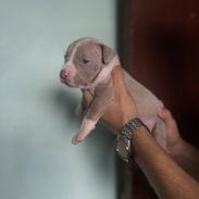 Pitbull - Img 55945934