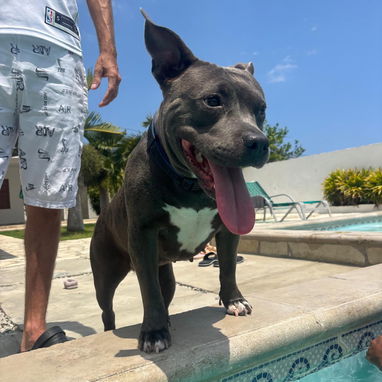 Cachorros de Pitbull Azul legítimos - 3/4