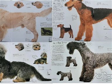 Libro con ilustraciones a color de diferentes razas de perros - Img 68347235