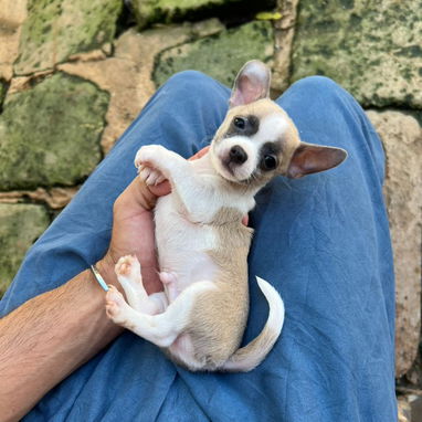 SHIHUAHUA,macho,en 130 USD o equivalente,TENGO MENSAJERÍA,tiene 80 días y ESTÁ VACUNADO y desparacitado. - Img 123066975