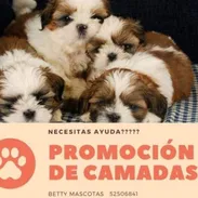 💜 🐾 Encuentre un buen propietario para sus cachorros. 52506841 BETTY MASCOTAS 🐾 💜 - Img 49224505