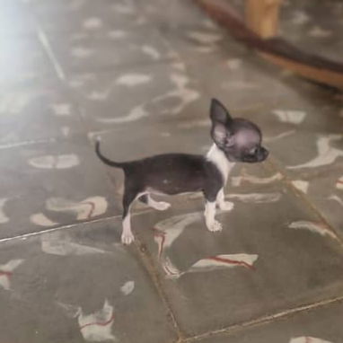 SHIHUAHUA MINI,hembra,en 250 USD o equivalente,TENGO MENSAJERÍA,tiene 60 días y está desparacitada - Img 125842449