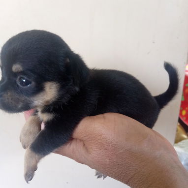 En venta perrito original Chihuahua - 4/9