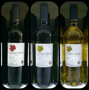 🍷Vinos de Buena Calidad🍷🍁CANALS & NUBIOLA🍁 (Tinto-Blanco Seco-Blanco Semidulce) - Img 47822234