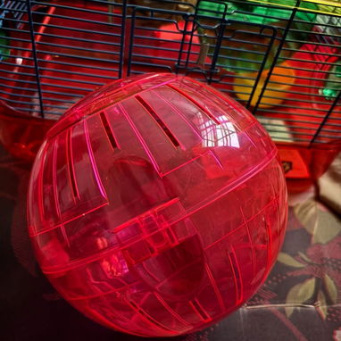 Combo para Hamster - 3/4