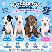 Pitbull en venta - Img 58272790