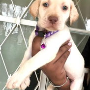 📌LABRADORES !!! - Img 55845786
