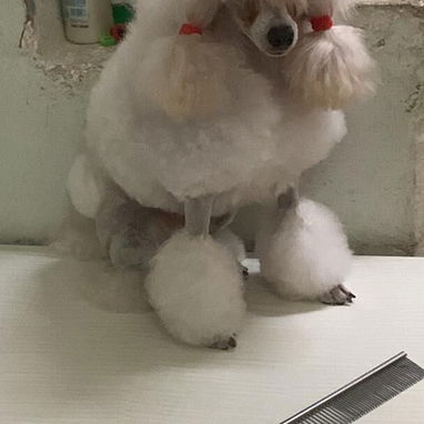 CANICHES TOY,machos,en 250 USD o equivalente,TENGO MENSAJERÍA,tienen 80 días,ESTAN VACUNADOS CON LA PENTAVALENTE,despara - Img 124410697